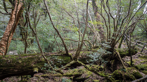 Yakusugi Land 屋久杉ランド, Yakusugi Shizenkan 屋久杉自然館